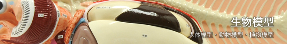 生物模型