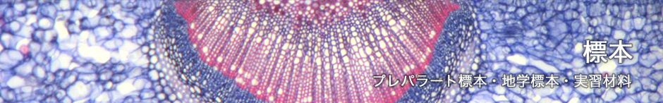 標本